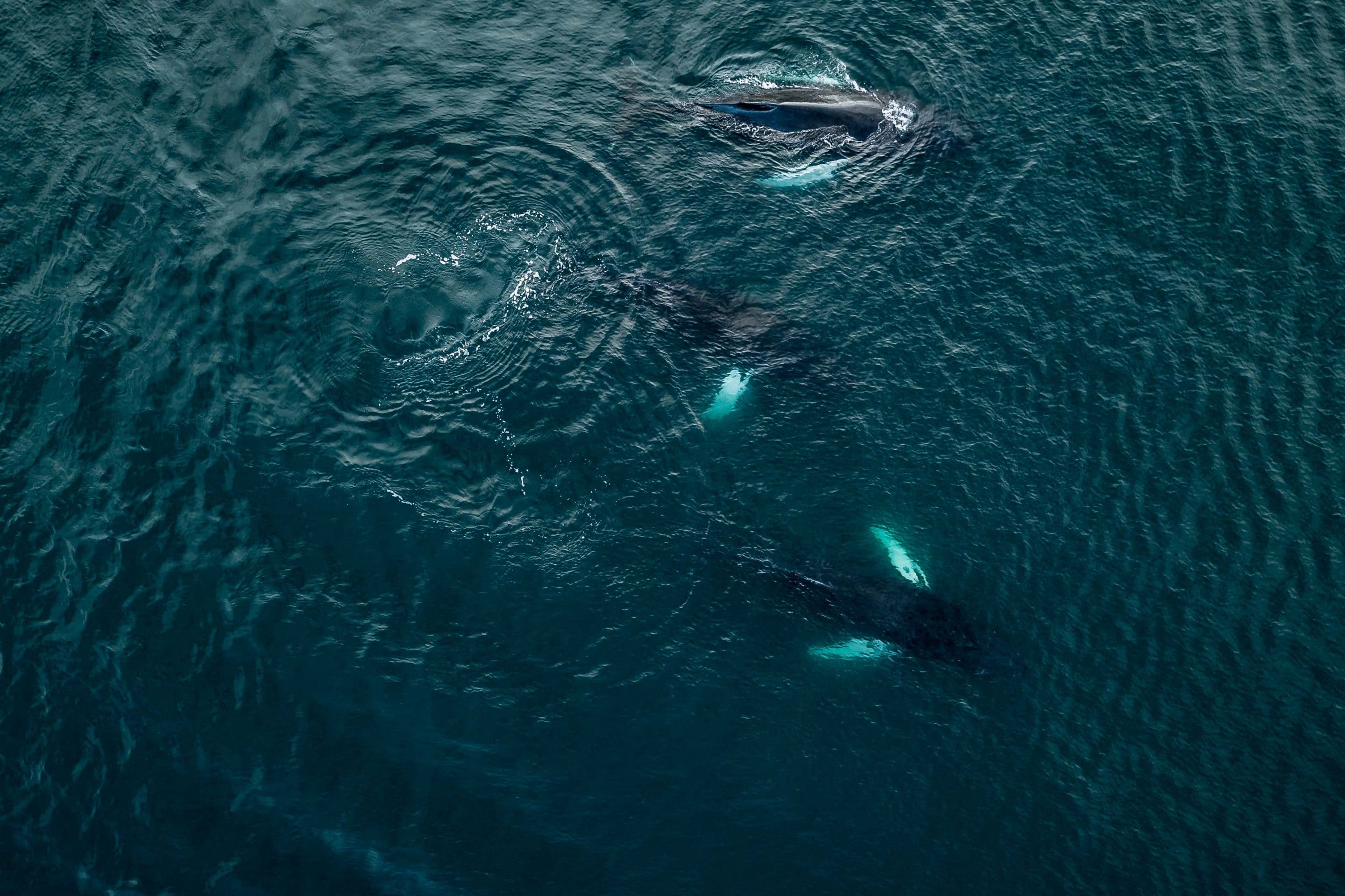 A school of humpback whales captured via drone in the ocean near the Icelandic coast playfully engaging with a ship by photographer Michael Schauer